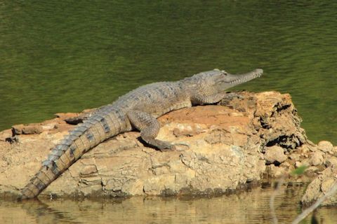 Freshwater Crocodile (Crocodylus johnsonii)